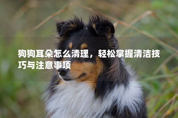 狗狗耳朵怎么清理，轻松掌握清洁技巧与注意事项