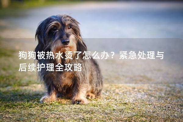 狗狗被热水烫了怎么办？紧急处理与后续护理全攻略