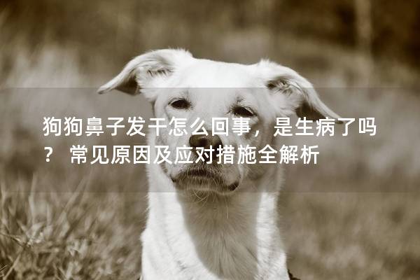 狗狗鼻子发干怎么回事，是生病了吗？ 常见原因及应对措施全解析