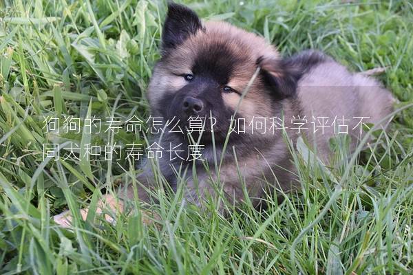 狗狗的寿命怎么算？如何科学评估不同犬种的寿命长度