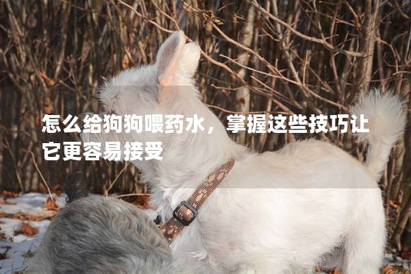 怎么给狗狗喂药水，掌握这些技巧让它更容易接受