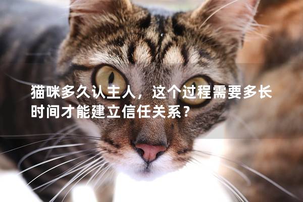 猫咪多久认主人，这个过程需要多长时间才能建立信任关系？