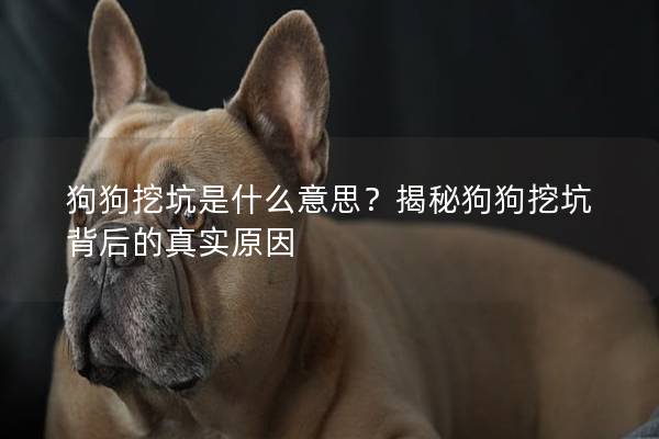 狗狗挖坑是什么意思？揭秘狗狗挖坑背后的真实原因