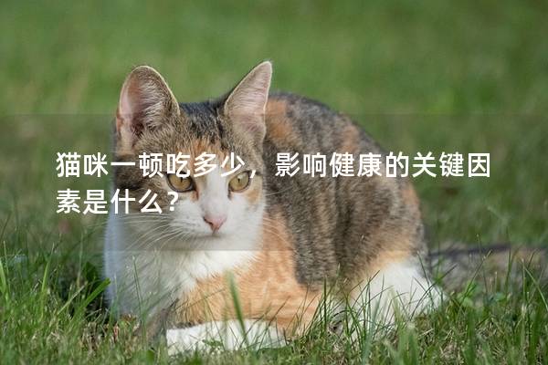 猫咪一顿吃多少，影响健康的关键因素是什么？