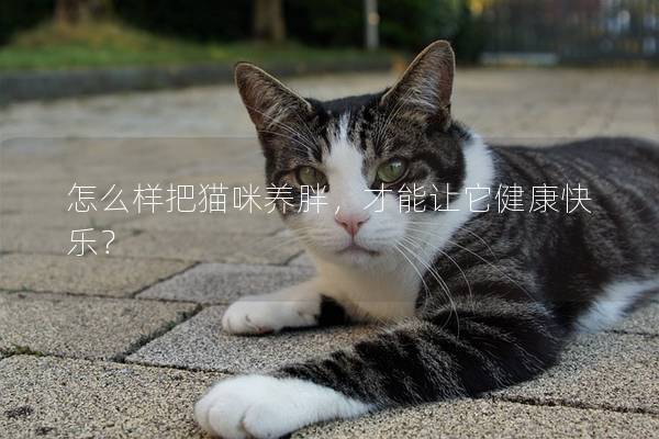 怎么样把猫咪养胖，才能让它健康快乐？