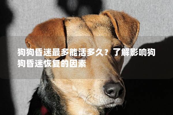 狗狗昏迷最多能活多久？了解影响狗狗昏迷恢复的因素