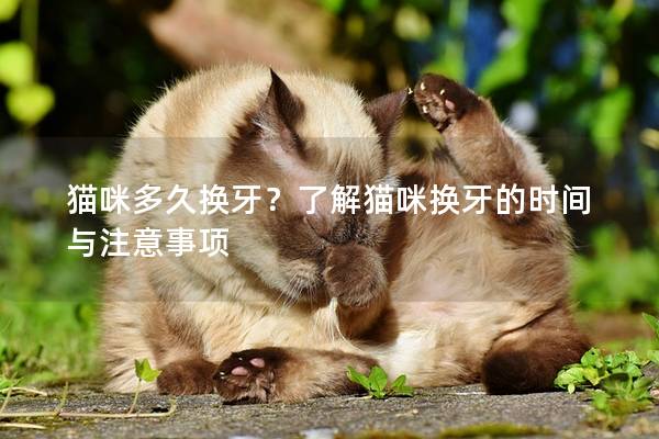 猫咪多久换牙？了解猫咪换牙的时间与注意事项