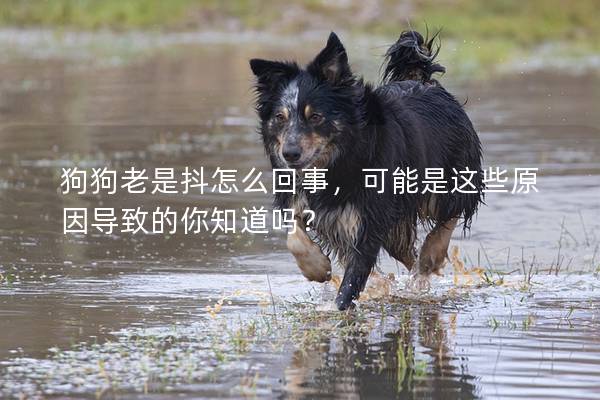 狗狗老是抖怎么回事，可能是这些原因导致的你知道吗？