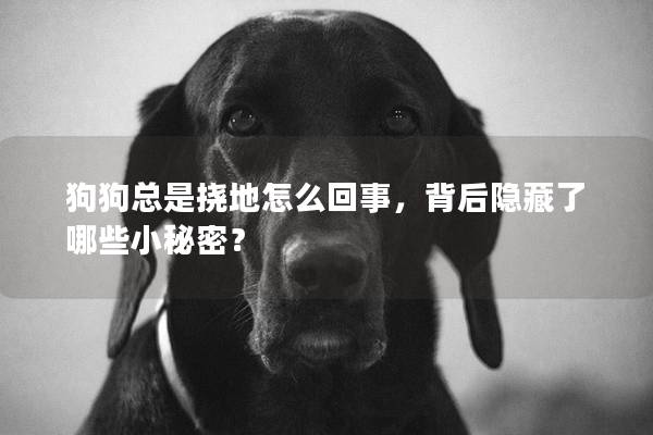 狗狗总是挠地怎么回事，背后隐藏了哪些小秘密？