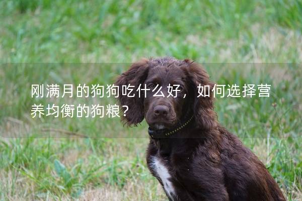 刚满月的狗狗吃什么好，如何选择营养均衡的狗粮？