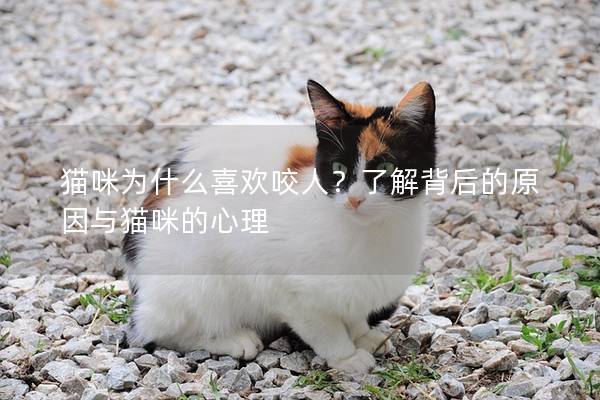 猫咪为什么喜欢咬人？了解背后的原因与猫咪的心理