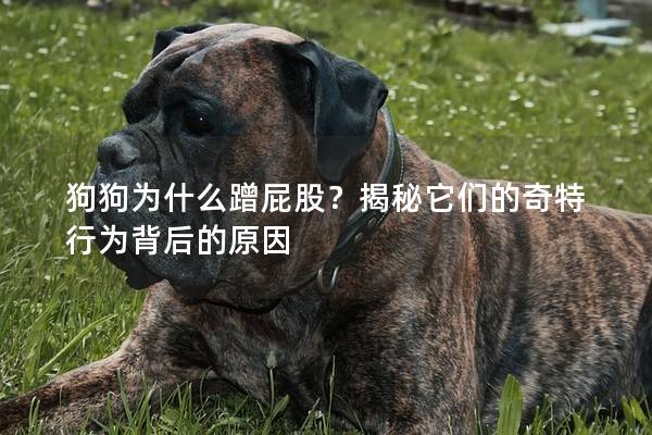 狗狗为什么蹭屁股？揭秘它们的奇特行为背后的原因