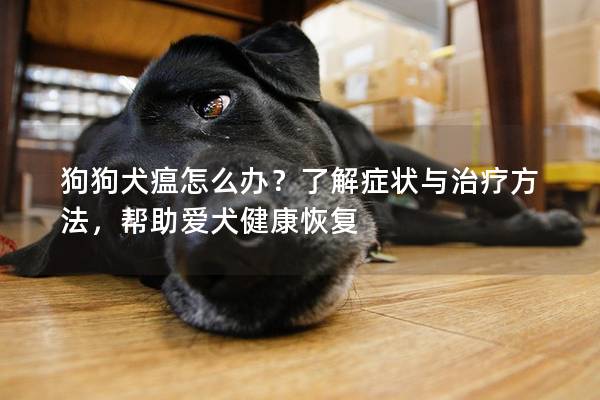 狗狗犬瘟怎么办？了解症状与治疗方法，帮助爱犬健康恢复