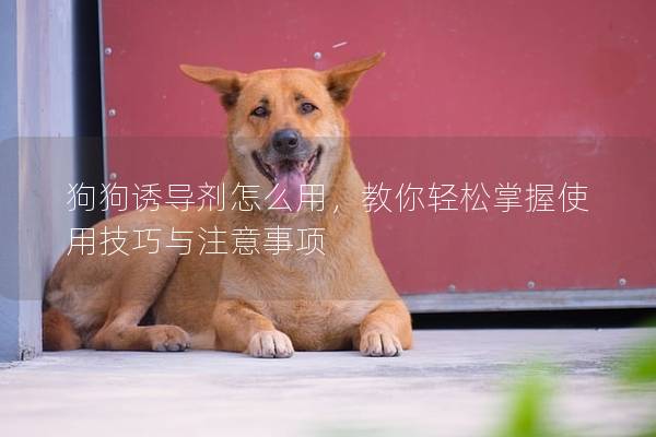 狗狗诱导剂怎么用，教你轻松掌握使用技巧与注意事项