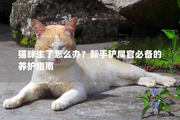 猫咪生了怎么办？新手铲屎官必备的养护指南