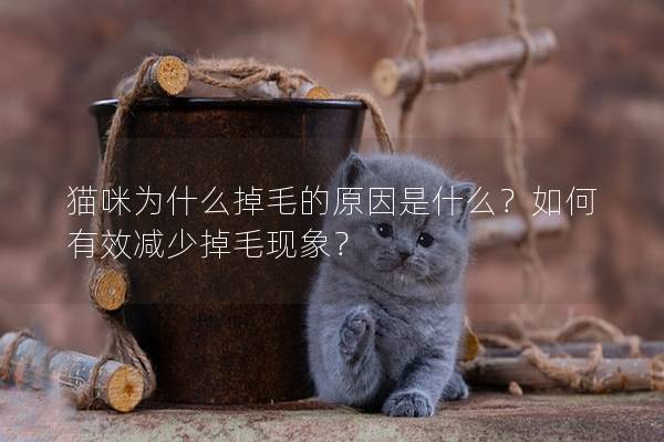 猫咪为什么掉毛的原因是什么？如何有效减少掉毛现象？