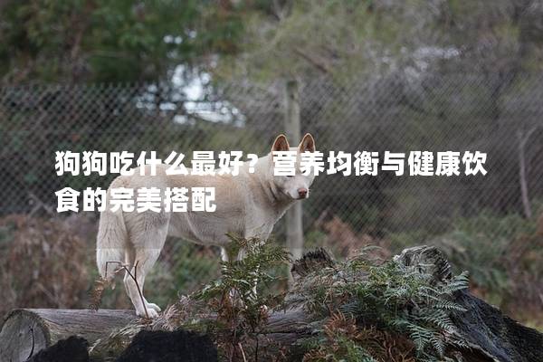 狗狗吃什么最好？营养均衡与健康饮食的完美搭配