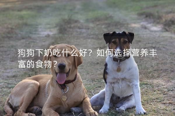 狗狗下奶吃什么好？如何选择营养丰富的食物？