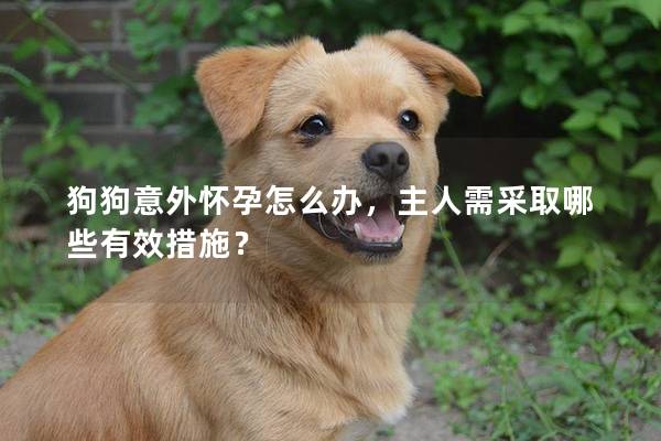 狗狗意外怀孕怎么办，主人需采取哪些有效措施？