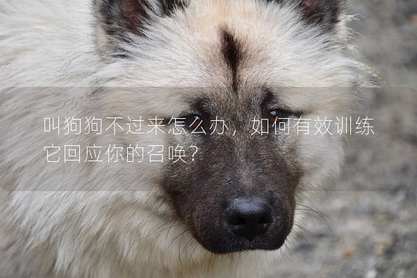 叫狗狗不过来怎么办，如何有效训练它回应你的召唤？