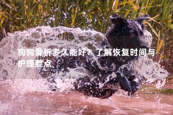狗狗骨折多久能好？了解恢复时间与护理要点