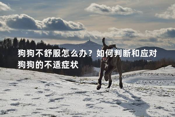 狗狗不舒服怎么办？如何判断和应对狗狗的不适症状