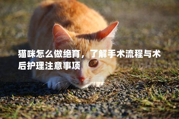 猫咪怎么做绝育，了解手术流程与术后护理注意事项