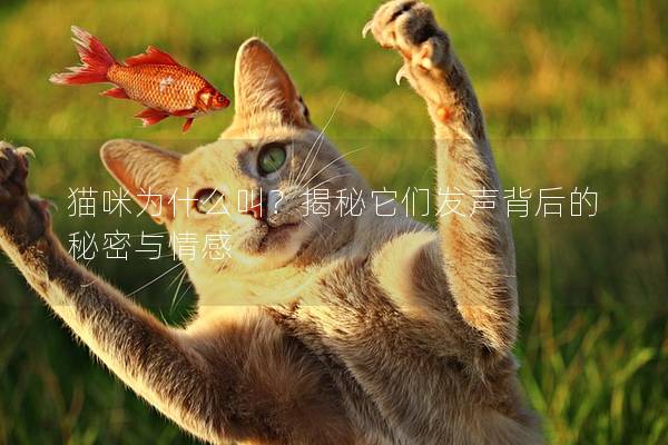 猫咪为什么叫？揭秘它们发声背后的秘密与情感