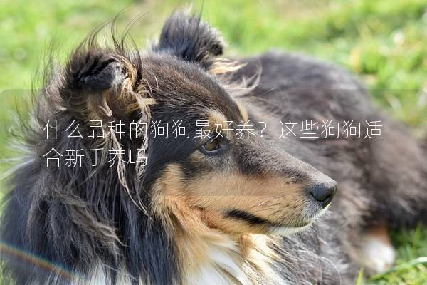 什么品种的狗狗最好养？这些狗狗适合新手养吗