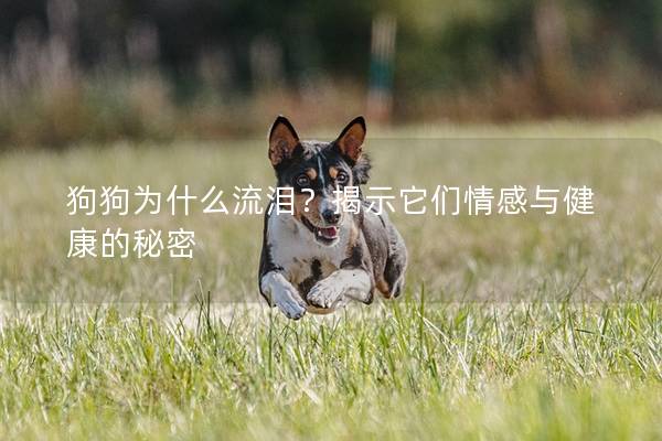 狗狗为什么流泪？揭示它们情感与健康的秘密