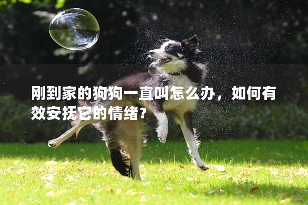 刚到家的狗狗一直叫怎么办，如何有效安抚它的情绪？