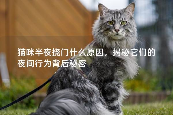 猫咪半夜挠门什么原因，揭秘它们的夜间行为背后秘密