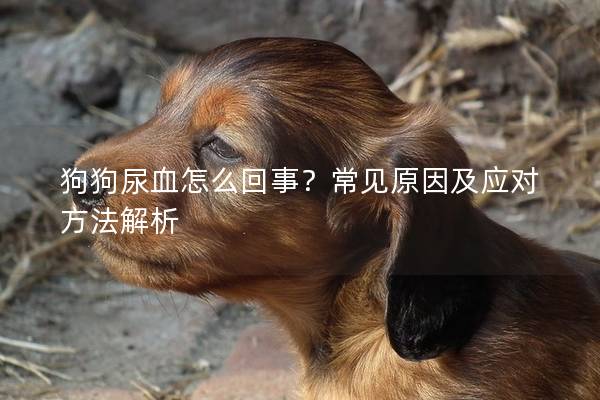 狗狗尿血怎么回事？常见原因及应对方法解析