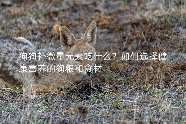 狗狗补微量元素吃什么？如何选择健康营养的狗粮和食材