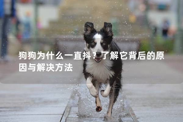 狗狗为什么一直抖？了解它背后的原因与解决方法