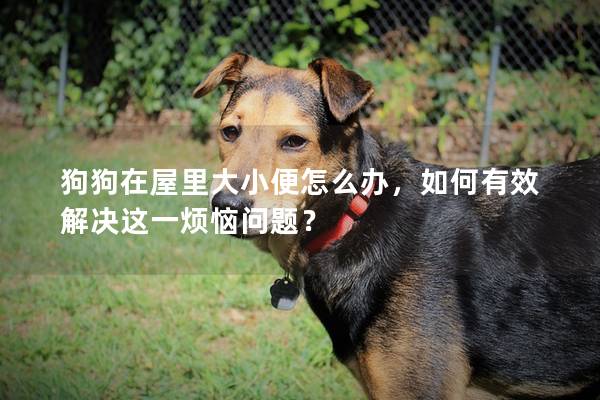 狗狗在屋里大小便怎么办，如何有效解决这一烦恼问题？
