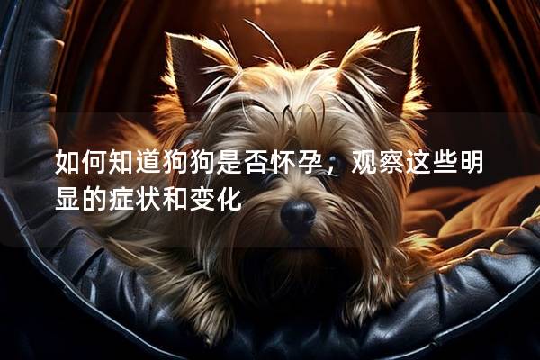 如何知道狗狗是否怀孕，观察这些明显的症状和变化