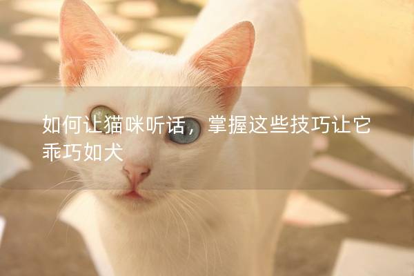 如何让猫咪听话，掌握这些技巧让它乖巧如犬