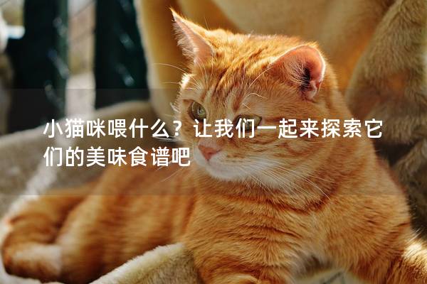 小猫咪喂什么？让我们一起来探索它们的美味食谱吧