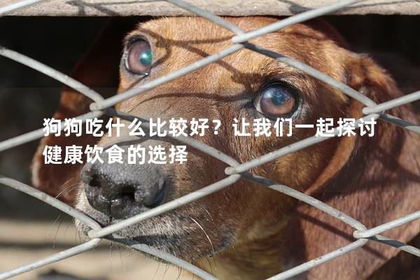 狗狗吃什么比较好？让我们一起探讨健康饮食的选择