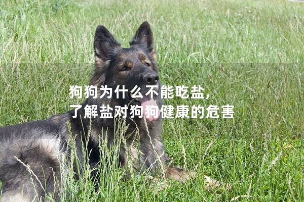 狗狗为什么不能吃盐, 了解盐对狗狗健康的危害