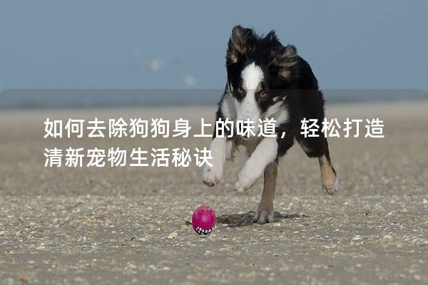 如何去除狗狗身上的味道，轻松打造清新宠物生活秘诀