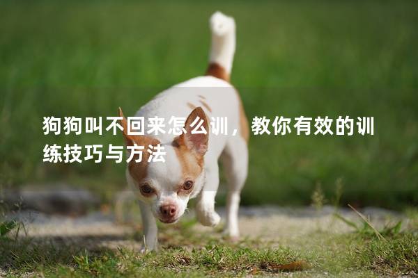狗狗叫不回来怎么训，教你有效的训练技巧与方法