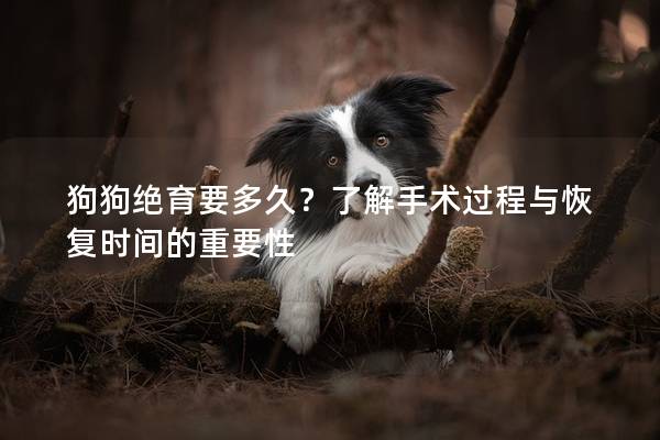 狗狗绝育要多久？了解手术过程与恢复时间的重要性