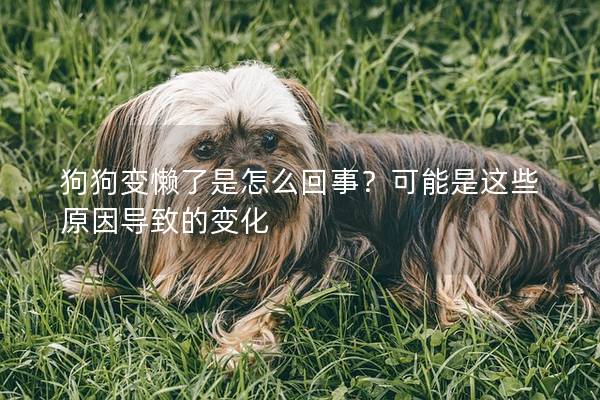狗狗变懒了是怎么回事？可能是这些原因导致的变化