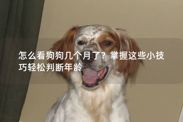 怎么看狗狗几个月了？掌握这些小技巧轻松判断年龄