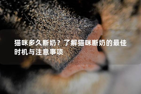 猫咪多久断奶？了解猫咪断奶的最佳时机与注意事项