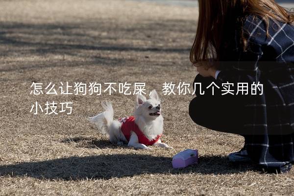怎么让狗狗不吃屎，教你几个实用的小技巧