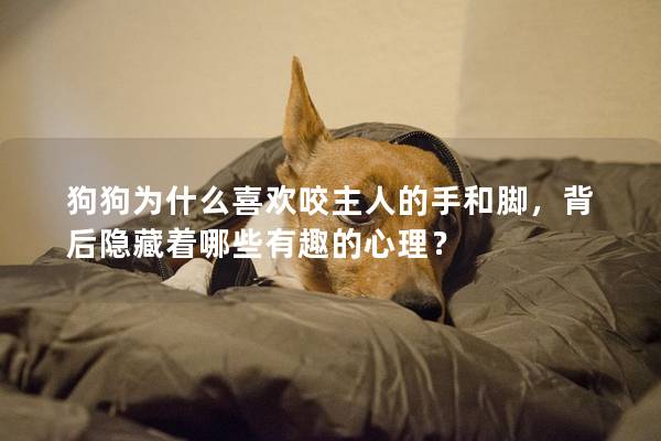 狗狗为什么喜欢咬主人的手和脚，背后隐藏着哪些有趣的心理？