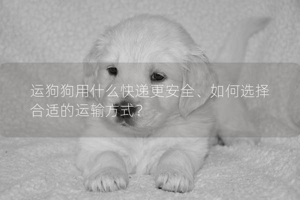 运狗狗用什么快递更安全、如何选择合适的运输方式？